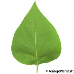 Leaf underside (Common Lilac)