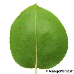 Leaf underside (Common Pear, Wild Pear)