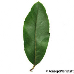 Leaf upperside (Scarlet Firethorn)