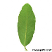 Leaf underside (Scarlet Firethorn)