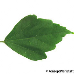 Leaf upperside (Hibiscus, Rose of Sharon)