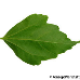 Leaf underside (Hibiscus, Rose of Sharon)