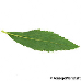 Leaf underside (Japanese Spiraea, Japanese Medowsweet)