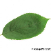 Leaf upperside (Gean, Wild Cherry)