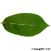 Leaf underside (Bird Cherry)