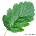 Leaf upperside (Swedish Whitebeam)