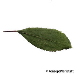 Leaf upperside (Blackthorn, Sloe)