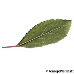 Leaf underside (Blackthorn, Sloe)