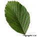Leaf upperside (Common Whitebeam)