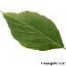 Leaf underside (Flowering Dogwood)