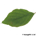 Leaf upperside (Flowering Dogwood)