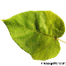 Leaf upperside (Empress Tree, Foxglove Tree, Princess Tree)