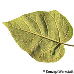 Leaf underside (Empress Tree, Foxglove Tree, Princess Tree)