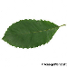 Leaf upperside (Armenian Oak, Pontine Oak)