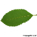 Leaf underside (Armenian Oak, Pontine Oak)