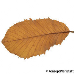 Leaf autumn (Armenian Oak, Pontine Oak)