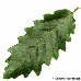Leaf upperside (Turners Oak)