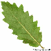 Leaf underside (Turners Oak)