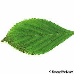 Leaf upperside (Bodnant Viburnum)