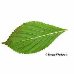 Leaf underside (Bodnant Viburnum)