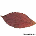 Leaf autumn (Bodnant Viburnum)