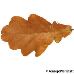 Leaf autumn (Common Oak, English Oak, Pedunculate Oak)