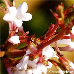Flowers (Fragrant Viburnum)