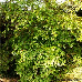Appearance (Burkwood Viburnum)