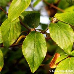 Leaves (Burkwood Viburnum)