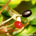 Fruits (Burkwood Viburnum)