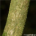 Bark (Burkwood Viburnum)