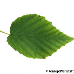 Leaf upperside (Winter Hazel)