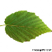 Leaf underside (Winter Hazel)