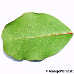 Leaf underside (Carob Tree, St. John's Bread)