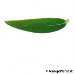 Leaf upperside (Common Myrtle)