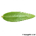 Leaf underside (Common Myrtle)