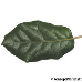 Leaf upperside (Holm Oak, Holly Oak, Evergreen Oak)