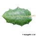 Leaf upperside (Kermes Oak)