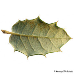 Leaf underside (Kermes Oak)
