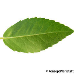 Leaf underside (Green Olive)