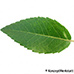 Leaf upperside (Green Olive)