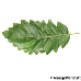 Leaf upperside (Turkey Oak)