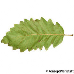 Leaf underside (Turkey Oak)