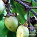 Fruits (Empress Tree, Foxglove Tree, Princess Tree)