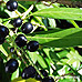 Fruits (Cherry Laurel)