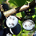 Fruits (Blackthorn, Sloe)