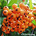 Fruits (Scarlet Firethorn)