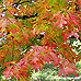 Autumn (Red Oak)