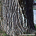 Bark (Japanese Pagoda Tree, Chinese Scholar Tree)