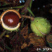 Fruits (Horse Chestnut)